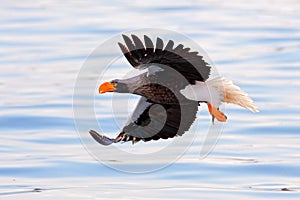 Bird fly above the hills. Japan eagle in the winter habitat. Mountain winter scenery with bird. Steller`s sea eagle, flying bird