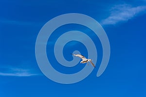 Bird Fly in The Blue Sky