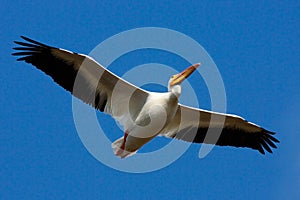 Bird in fly with blue sky. White Pelican, Pelecanus erythrorhynchos, from Florida, USA. White pelican in flight with open wings.