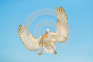 Bird in fly. Dalmatian pelican, Pelecanus crispus, in Lake Kerkini, Greece. Palican with open wing, hunting animal. Wildlife scene