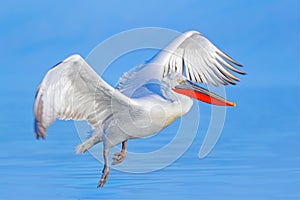 Bird fly. Dalmatian pelican, Pelecanus crispus, landing in Lake Kerkini, Greece. Pelican with open wings. Wildlife scene from