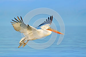 Bird fly. Dalmatian pelican, Pelecanus crispus, landing in Lake Kerkini, Greece. Pelican with open wings. Wildlife scene from