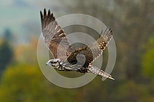 Bird in fly. Flying falcon with forest in the background. Lanner Falcon, bird of prey, animal in the nature habitat, Germany. Bird