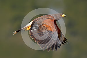 Bird in fly. Harris Hawk, Parabuteo unicinctus, landing. Wildlife animal scene from nature. Bird in fly. Flying bird of prey. Wild photo