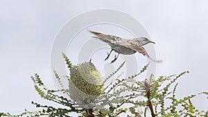 Bird fly's away from flower in slow motion Great Ocean Drive, Esperance, Western Australia