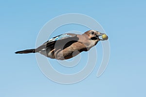 Eurasian jay in the sky, Sweden