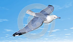 Bird flying