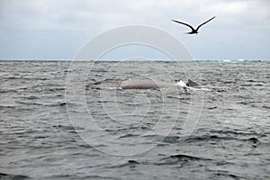 Bird flying above a humpback whale in Machalilla National Park