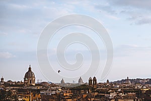 bird flying above of St Peters Basilica