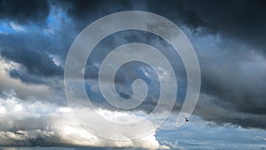 A bird flying against stormy clouds on a summer day. Concept. Bottom view of heavy beautiful clouds flowing in the blue
