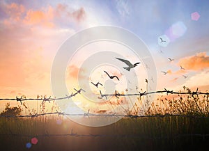 Bird flying and barbed wire over autumn sunset