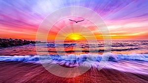 Bird Flying Beach Sunrise Freedom Inspiration Divine Sun Ray Sunset Colors