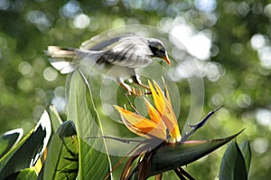 A bird flying on the bird of Paradise flower