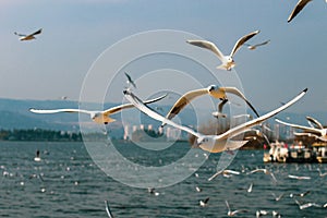 Bird flying bird seagull flying seabird animal bird