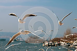 Bird flying bird seagull flying seabird animal bird