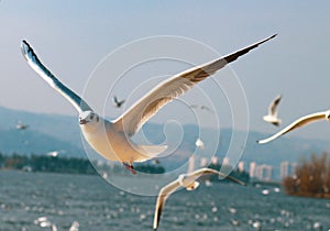 Bird flying bird seagull flying seabird animal bird