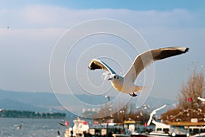 Bird flying bird seagull flying seabird animal bird