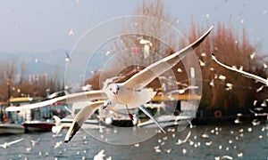 Bird flying bird seagull flying seabird animal bird