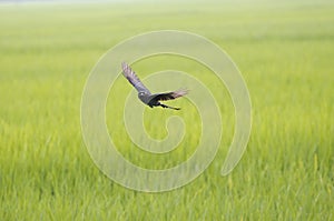 bird flying black drongo with spread wings in air over green