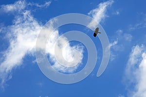 Bird flying on blue sky