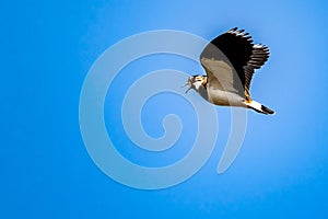 A bird flying in a blue sky with a copy space. Northern lapwing, Vanellus vanellus. Lake Neusiedl - Seewinkel National Park,