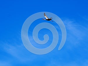 Bird flying through the blue sky, ivars, vila sana, lerida, spain, europe