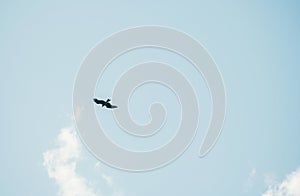 Bird flying in the blue sky Nature