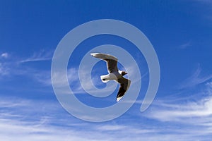 Bird flying in a sunny day