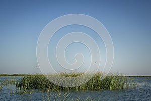 Bird Flying Chase Above Reeds