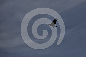 A bird flying with the cloudy sky in the background