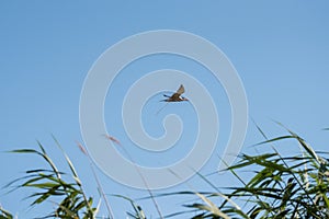 The bird flying and defecates. Birds poops. The common tern Sterna hirundo is a seabird in the family Laridae