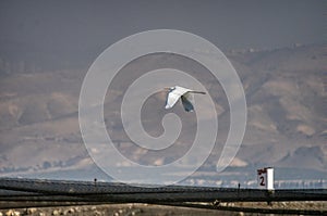 Bird flying in Dramatic sky