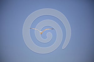 Bird,flying eating, apple