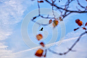 A bird flying in the evening sky