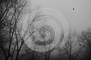 Bird is flying in the fog over Park