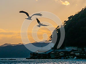 Bird flying freely in evening at Ine no funaya, Kyoto, Japan