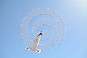 Bird flying in front of the sun