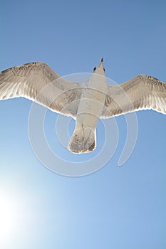 Bird flying in front of the sun