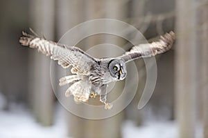 Bird flying. Great Grey Owl, Strix nebulosa, flight in the forest, blurred trees in background. Wildlife animal scene from nature.