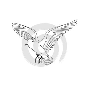 bird flying. illustration vector. hand drawing line art of animal. bird isolated line on white background. symbol of freedom. tat photo