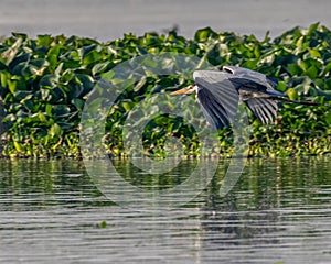 bird is flying low over the water and grass and foliage