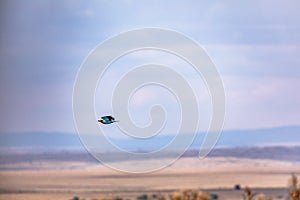 Bird flying In The Maasai Mara National Reserve Game Park Narok County Rift Valley Kenya