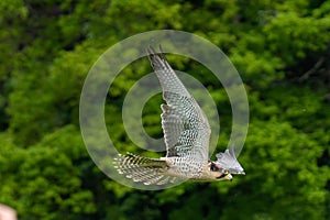 a bird flying near trees on top of a grass field