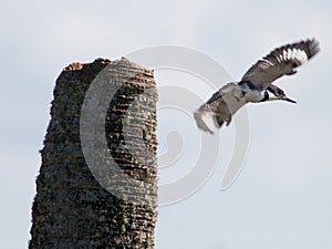 Bird flying off dead tree in Viera