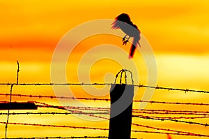 Bird flying off from prison fence