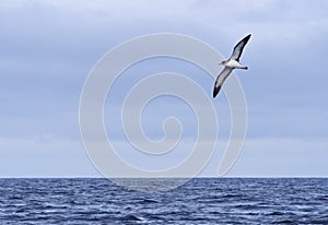 Bird flying over Atlantic Ocean