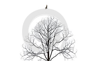 Bird flying over barren tree isolate on white background