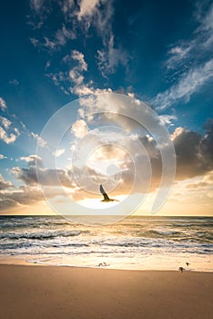 Bird flying over the beach with the ocean in the background
