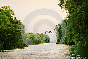 Heron bird flying over Delta canal