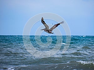 Bird flying over emerald ocean